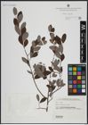 Foto von Salix atrocinerea Brot.